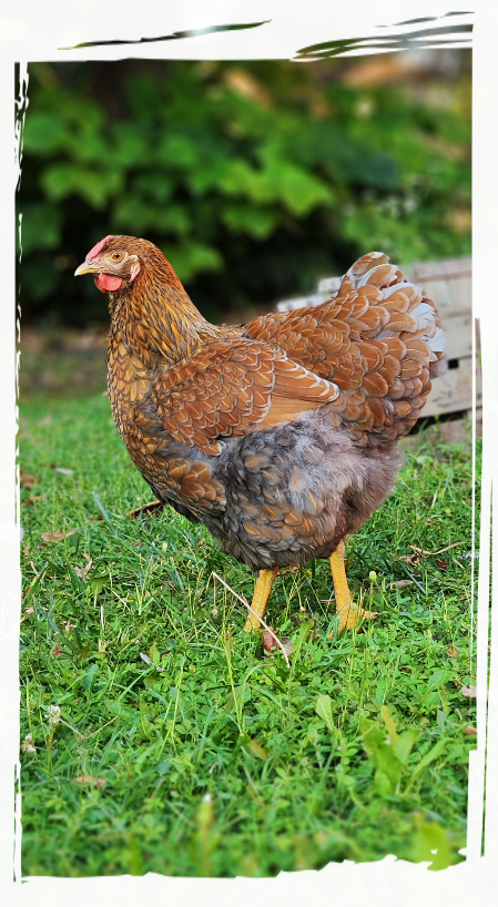 Gallina Araucana