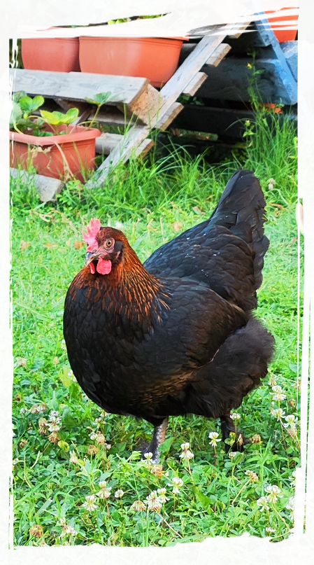 Gallina dalle uova d'oro